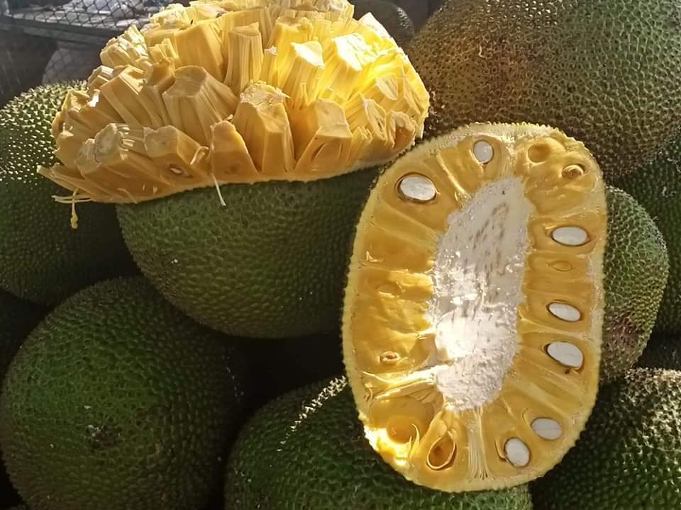 Mít Thái giảm giá, người trồng khóc vì chỉ đủ tiền phân bón-3