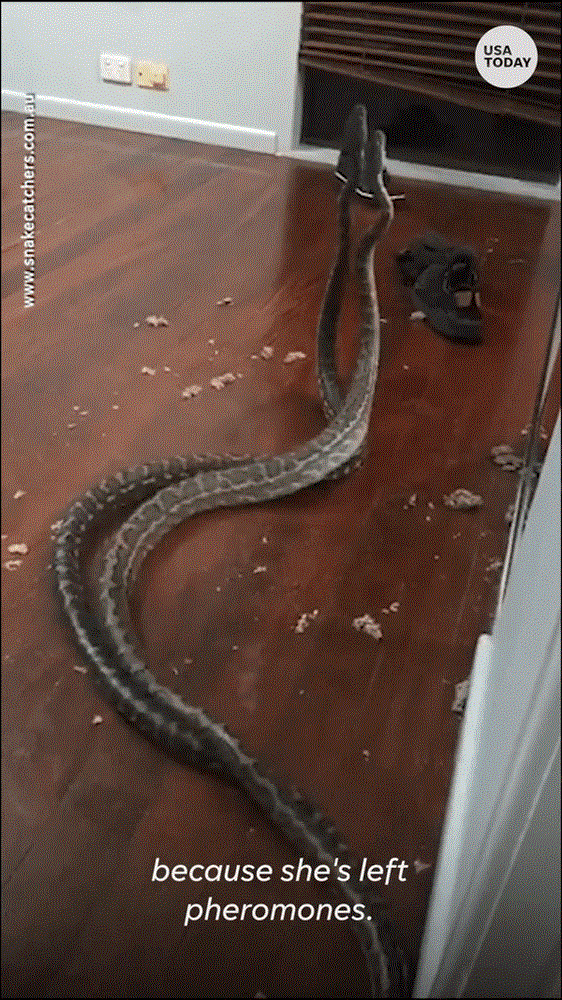 Cặp rắn quấn quýt đến nỗi rơi từ trần nhà xuống sàn phòng ngủ, tưởng mặn nồng ai ngờ nội tình cực kỳ căng thẳng-1