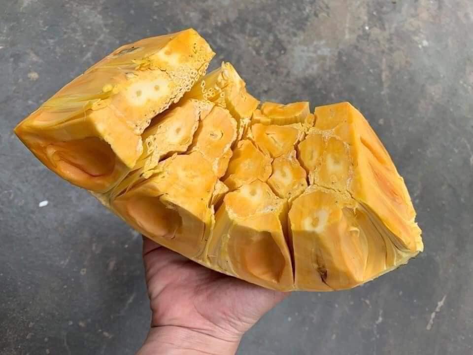 Mít Thái giảm giá, người trồng khóc vì chỉ đủ tiền phân bón-8