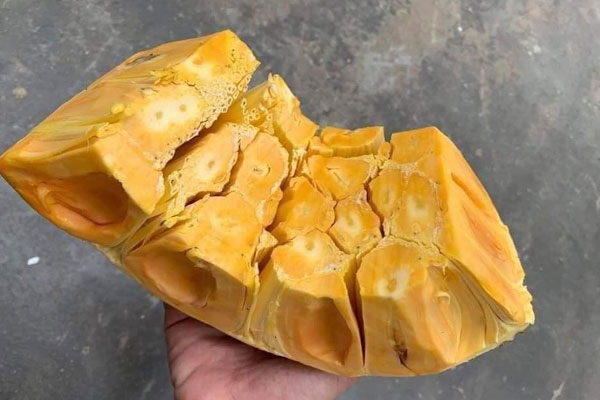 Mùa mít Thái chín rộ, giá 1 kg chỉ bằng một ổ bánh mì-6