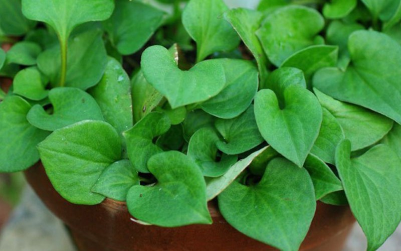 Loại rau tanh ngòm, mọc khắp vườn, trước dùng cho lợn ăn, mang sang Trung Quốc quý như vàng-3