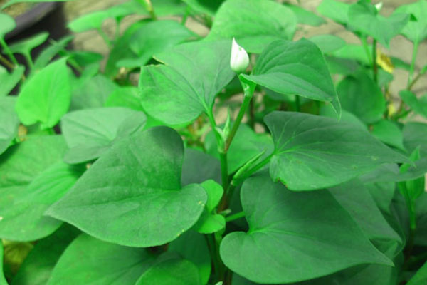 Sự thật về loại cỏ kim cương mọc hoang dại, đồn chữa ung thư, có giá lên tới 20 triệu đồng/kg-3