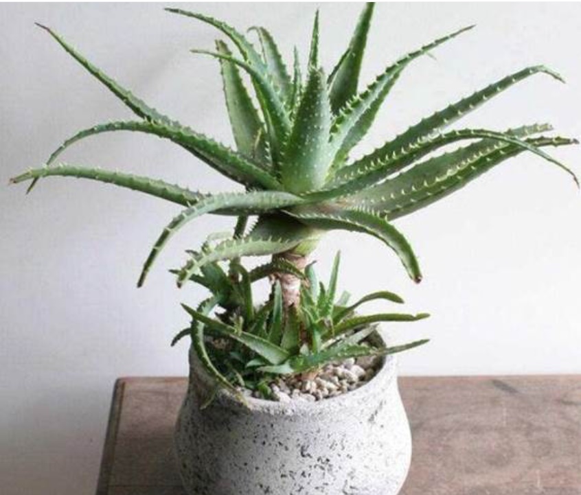 3 công năng thần kỳ của nha đam, cái số 2 chắc không ai nghĩ đến-5