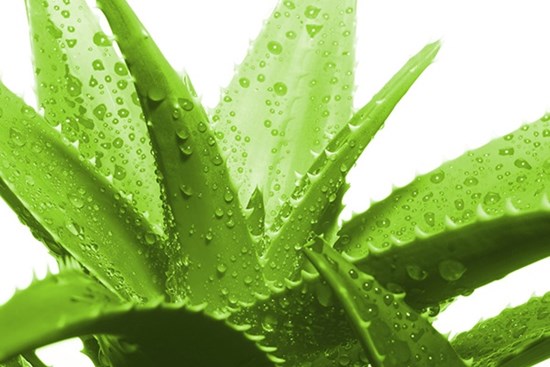 3 công năng thần kỳ của nha đam, cái số 2 chắc không ai nghĩ đến