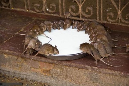 Đừng hoảng sợ nếu có chuột trong nhà! Chỉ cần nửa bát gạo là có thể quét sạch toàn bộ lũ chuột, rất an toàn và không độc hại