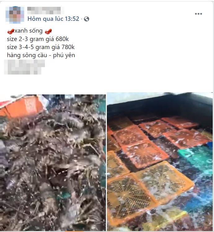 Giá tôm hùm xanh Phú Yên tăng cao sau nhiều năm mất mùa vì thiên tai, chợ mạng rao bán 680.000/kg-4
