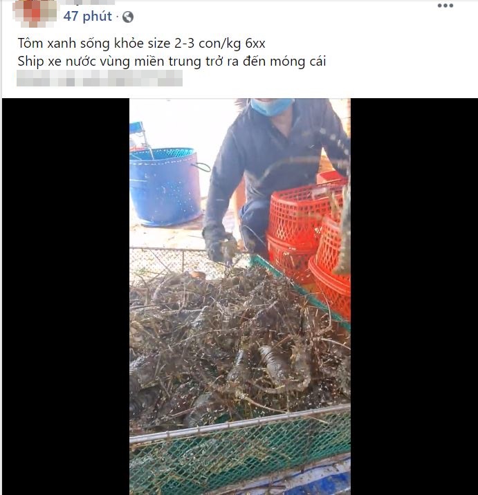 Giá tôm hùm xanh Phú Yên tăng cao sau nhiều năm mất mùa vì thiên tai, chợ mạng rao bán 680.000/kg-5