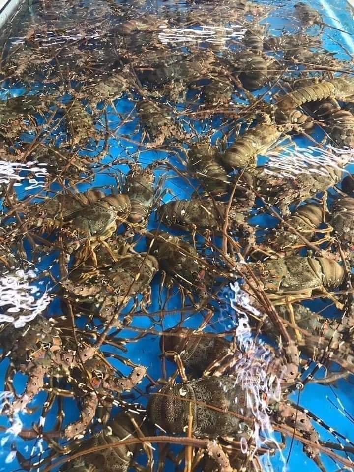 Giá tôm hùm xanh Phú Yên tăng cao sau nhiều năm mất mùa vì thiên tai, chợ mạng rao bán 680.000/kg-2