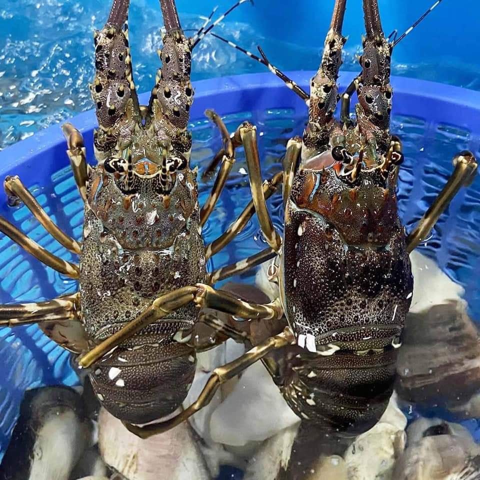 Giá tôm hùm xanh Phú Yên tăng cao sau nhiều năm mất mùa vì thiên tai, chợ mạng rao bán 680.000/kg-1