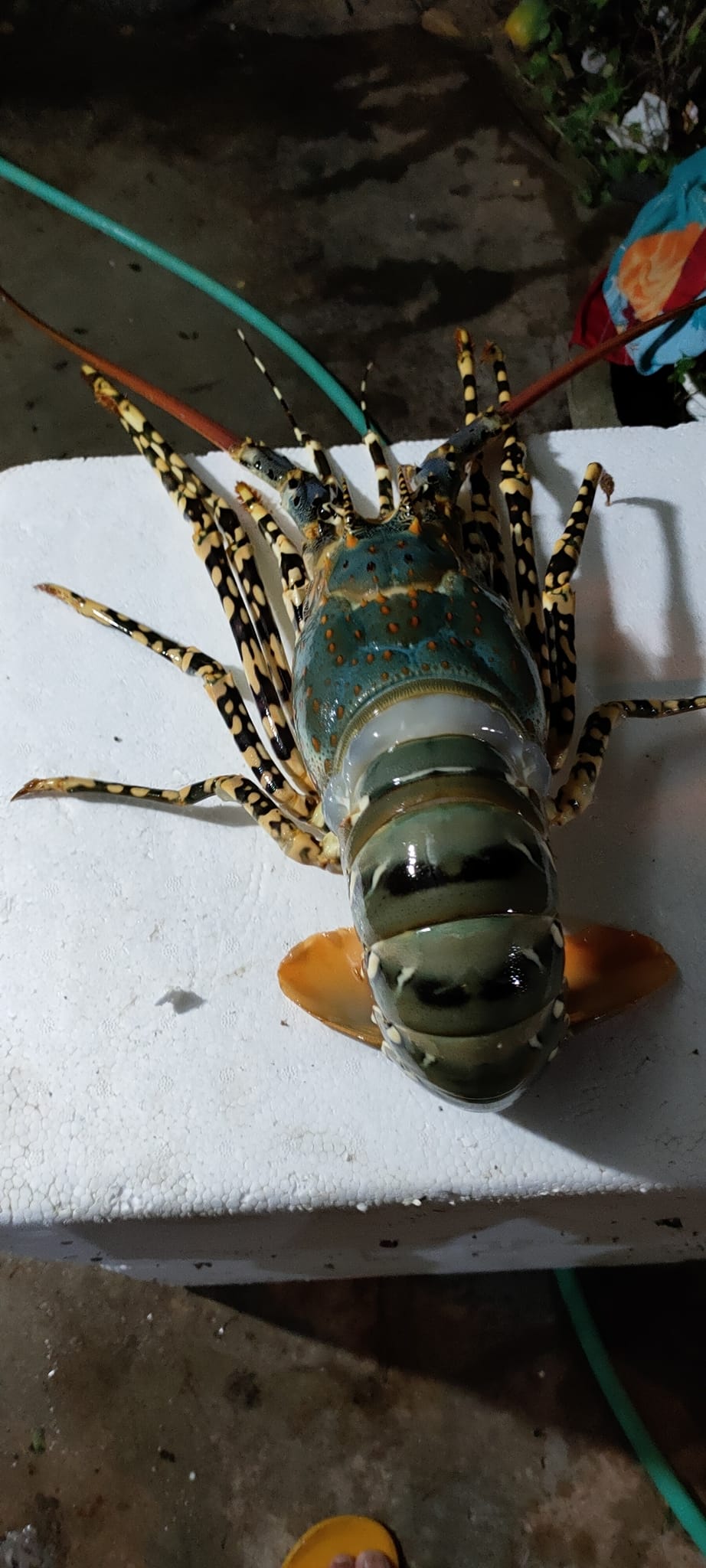 Giá tôm hùm xanh Phú Yên tăng cao sau nhiều năm mất mùa vì thiên tai, chợ mạng rao bán 680.000/kg-3