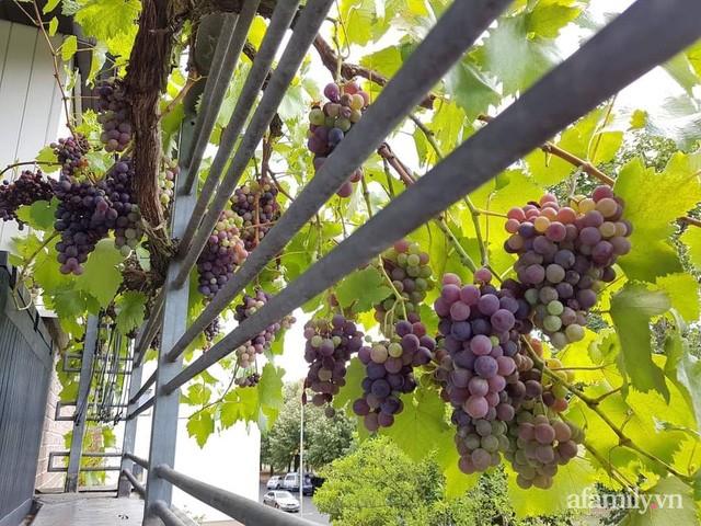 Ban công rau sạch trồng trong thùng xốp giúp mẹ Việt yên tâm chống dịch-2