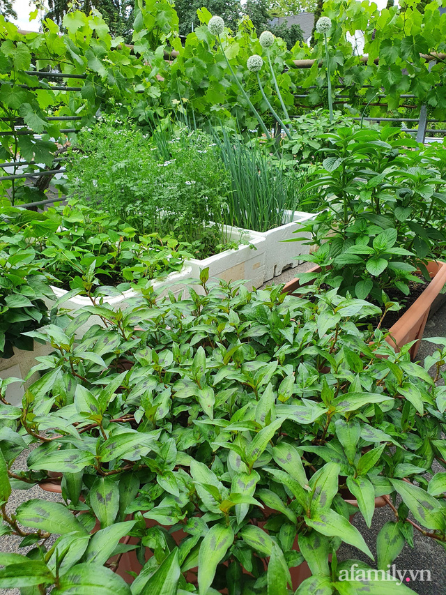 Ban công rau sạch trồng trong thùng xốp giúp mẹ Việt yên tâm chống dịch-3