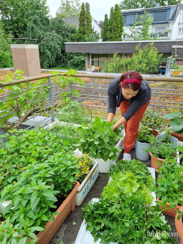 Ban công rau sạch trồng trong thùng xốp giúp mẹ Việt yên tâm chống dịch-5