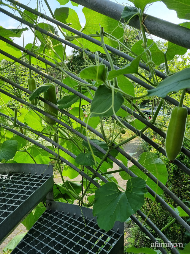 Ban công rau sạch trồng trong thùng xốp giúp mẹ Việt yên tâm chống dịch-6