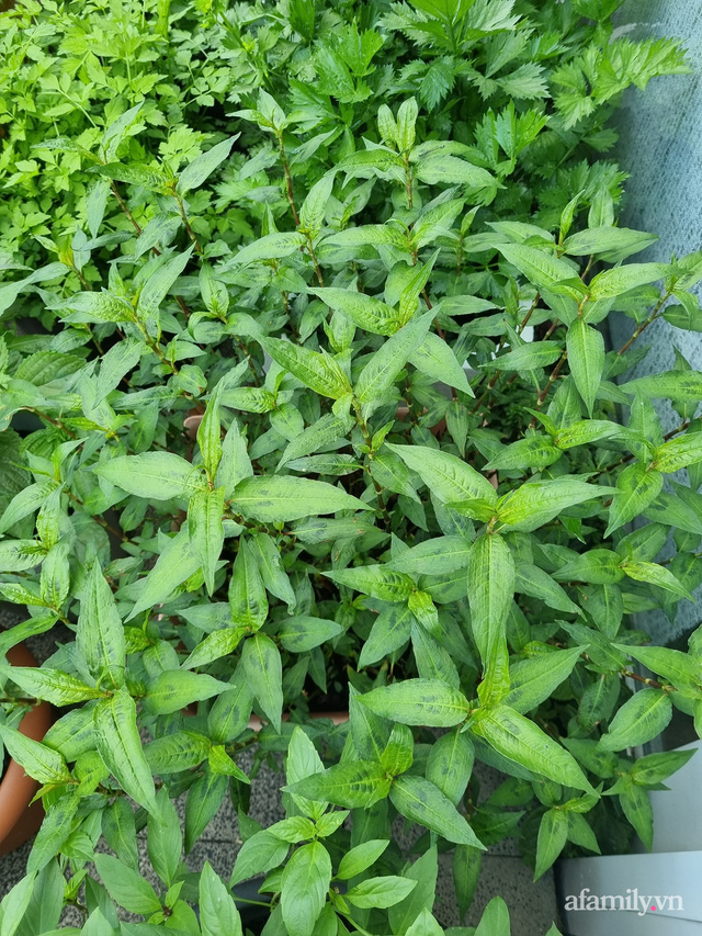 Ban công rau sạch trồng trong thùng xốp giúp mẹ Việt yên tâm chống dịch-7