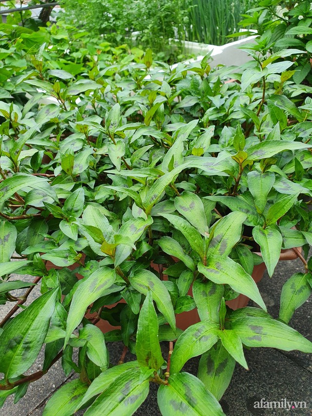 Ban công rau sạch trồng trong thùng xốp giúp mẹ Việt yên tâm chống dịch-9
