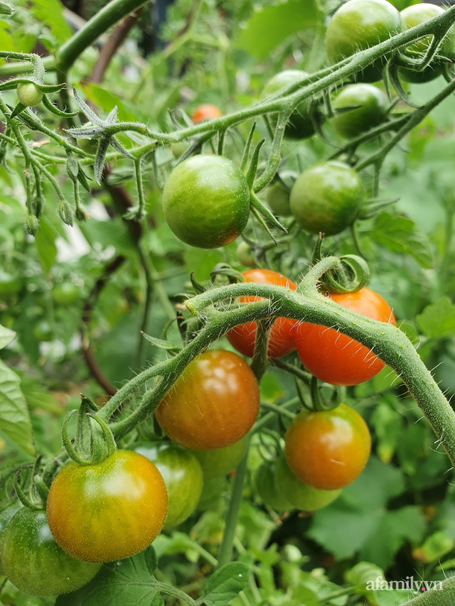 Ban công rau sạch trồng trong thùng xốp giúp mẹ Việt yên tâm chống dịch-22