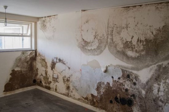 Không cần dùng một giọt nước, bức tường trắng bị mốc ở nhà ngay lập tức như mới