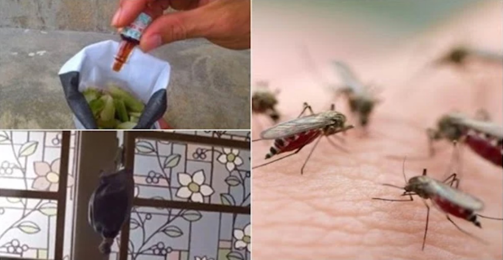 Ngày mưa, mẹ tự làm túi này treo ở cửa sổ, không con muỗi nào dám bén mảng gần nhà bạn-4