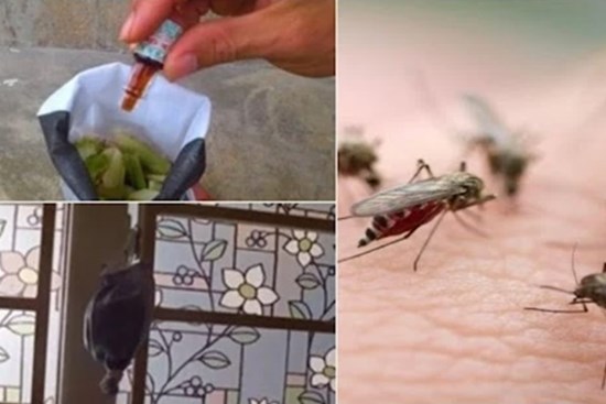 Ngày mưa, mẹ tự làm túi này treo ở cửa sổ, không con muỗi nào dám bén mảng gần nhà bạn