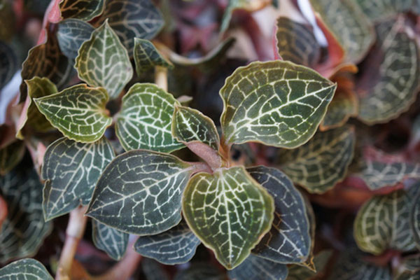 Chiêm ngưỡng những viên kim cương đắt nhất hành tinh đến từ lục địa nghèo-7