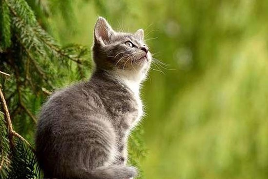 Tháng 8 Âm lịch: Tý - Mão - Dậu may mắn, Thìn - Ngọ xui xẻo