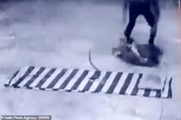 Mang chăn chiếu đến đền thờ nằm ngủ, người đàn ông bị rắn bò đến đòi ngủ cùng, kết cục khiến người xem thót tim theo-3