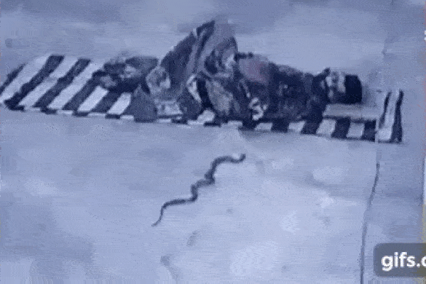 Rắn hổ mang bị dân làng đánh thừa sống thiếu chết, nhờ chiêu bài xảo quyệt đã khiến một người đàn ông rơi vào nguy kịch-4