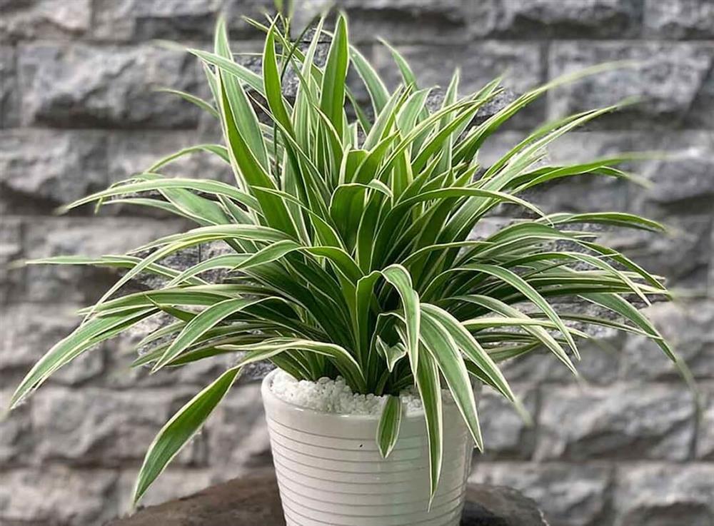 Những loại cây khử mùi, hút ẩm hiệu quả cho nhà vệ sinh, thậm chí muỗi cũng phải tránh xa-6