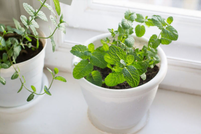 Những loại cây khử mùi, hút ẩm hiệu quả cho nhà vệ sinh, thậm chí muỗi cũng phải tránh xa-7