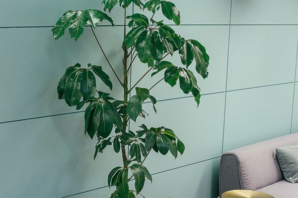 6 loài cây giúp bạn đuổi kiến ba khoang ra khỏi nhà nhanh chóng, hiệu quả, không cần dùng đến hóa chất-7