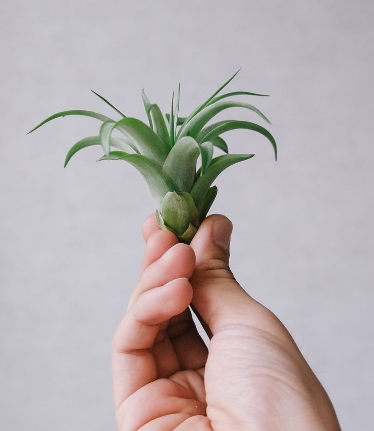 9 cây cảnh xinh đẹp, tốt cho không khí trong nhà dành cho những người lười-2