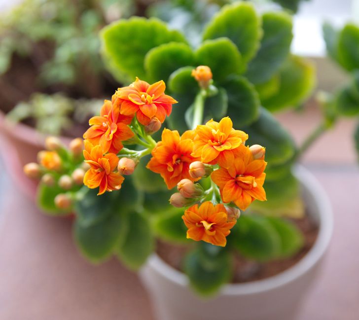 9 cây cảnh xinh đẹp, tốt cho không khí trong nhà dành cho những người lười-3