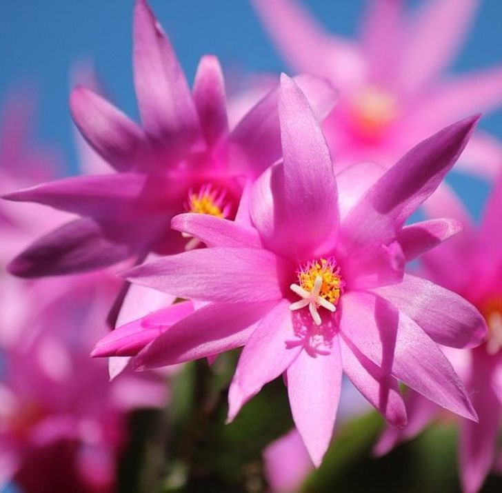 9 cây cảnh xinh đẹp, tốt cho không khí trong nhà dành cho những người lười-4