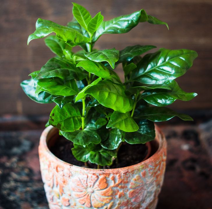 9 cây cảnh xinh đẹp, tốt cho không khí trong nhà dành cho những người lười-5