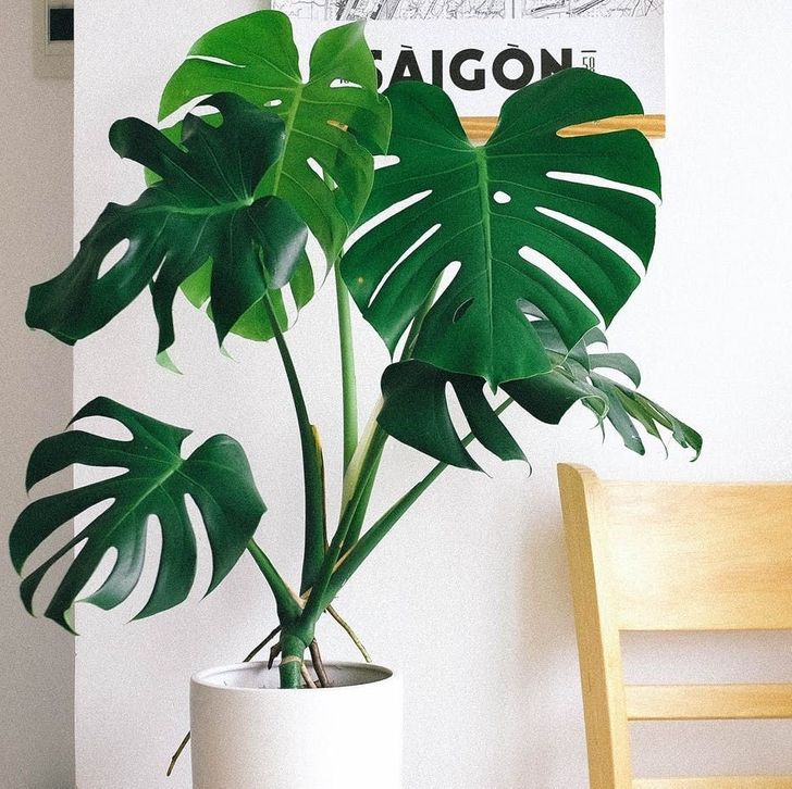 9 cây cảnh xinh đẹp, tốt cho không khí trong nhà dành cho những người lười-7