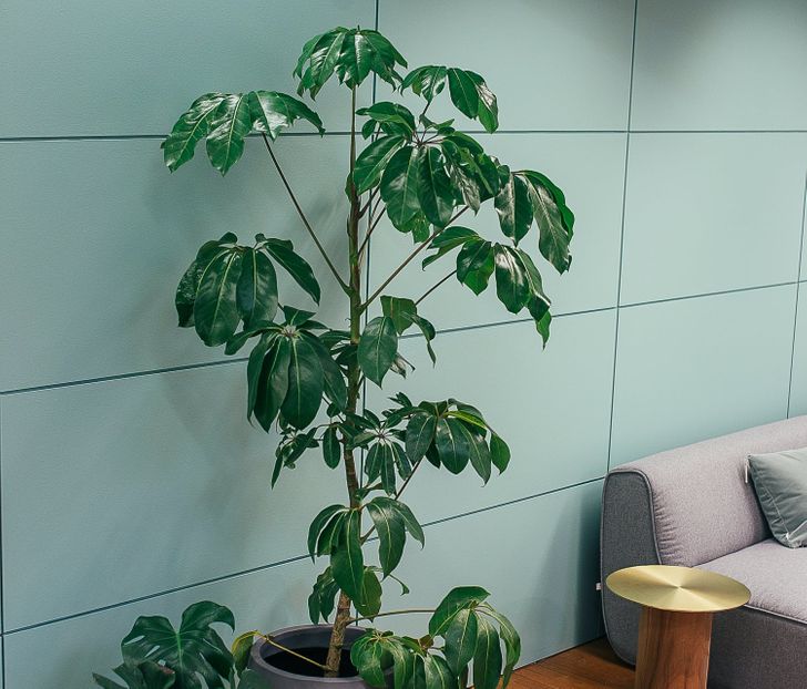 9 cây cảnh xinh đẹp, tốt cho không khí trong nhà dành cho những người lười-9