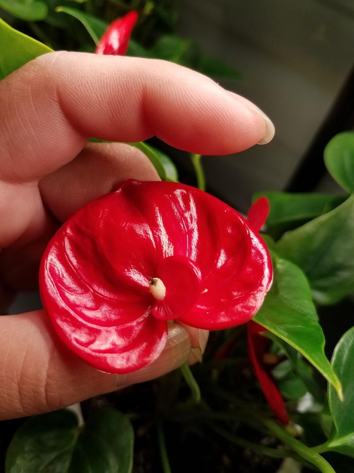 9 cây cảnh xinh đẹp, tốt cho không khí trong nhà dành cho những người lười-10