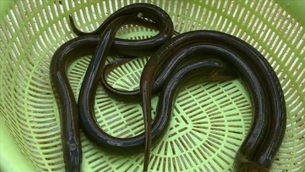 5 loại thực phẩm chứa nhiều ký sinh trùng và dễ gây ung thư nhất, đầu bếp hàng đầu dạy bạn cách nấu nướng an toàn-2