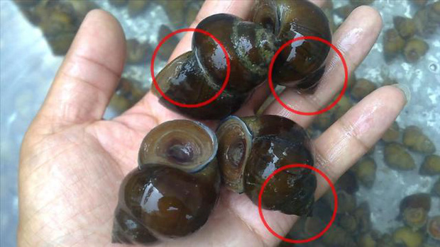 5 loại thực phẩm chứa nhiều ký sinh trùng và dễ gây ung thư nhất, đầu bếp hàng đầu dạy bạn cách nấu nướng an toàn-6