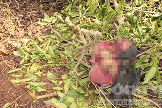 Bí ẩn xác chết treo trên cây giữa rẫy cà phê (Kỳ 1): Nữ giáo viên trẻ tuổi và vết bớt sau lưng