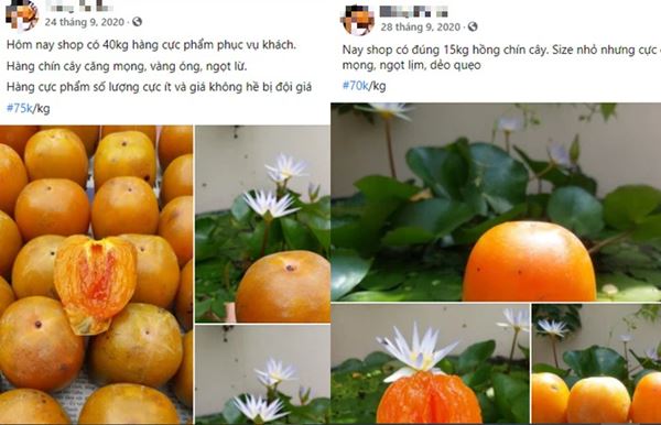 Hồng da tre giá cao hơn năm ngoái nhưng vẫn hút người mua-2