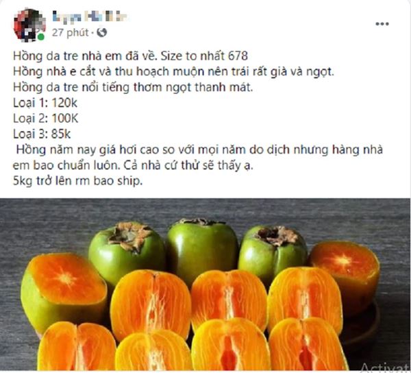 Hồng da tre giá cao hơn năm ngoái nhưng vẫn hút người mua-4