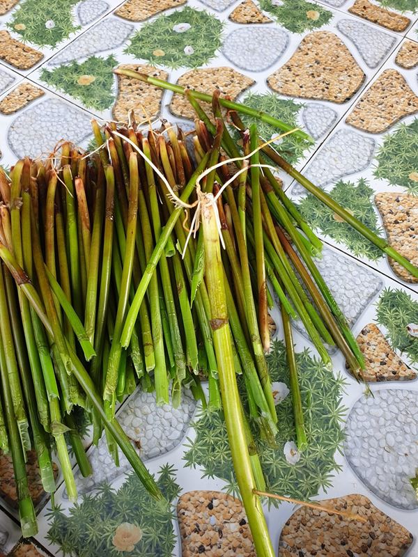 Loại rau miền Tây xưa mọc không ai hái, giờ thành đặc sản nổi tiếng bán trên chợ mạng giá 120.000 đồng/kg-3