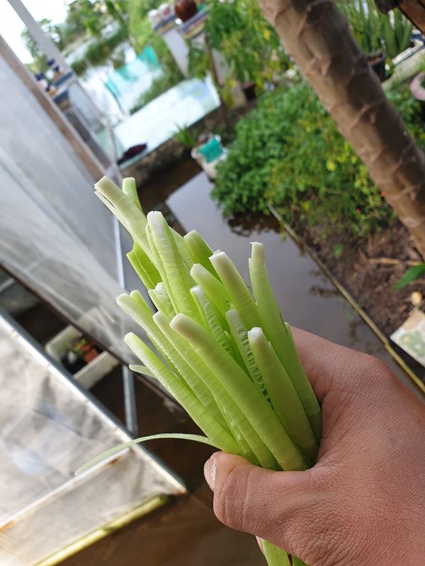 Loại rau miền Tây xưa mọc không ai hái, giờ thành đặc sản nổi tiếng bán trên chợ mạng giá 120.000 đồng/kg-5