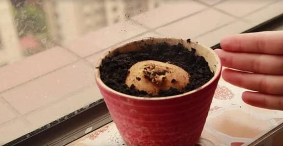 Khoai tây nảy mầm là bảo bối ở nhà rất hữu ích, 3 công năng thần kỳ này sẽ khiến bạn không vội vứt bỏ-5