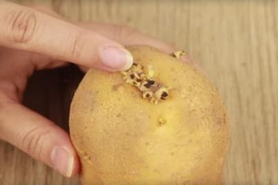 Khoai tây nảy mầm là 'bảo bối' ở nhà rất hữu ích, 3 công năng thần kỳ này sẽ khiến bạn không vội vứt bỏ