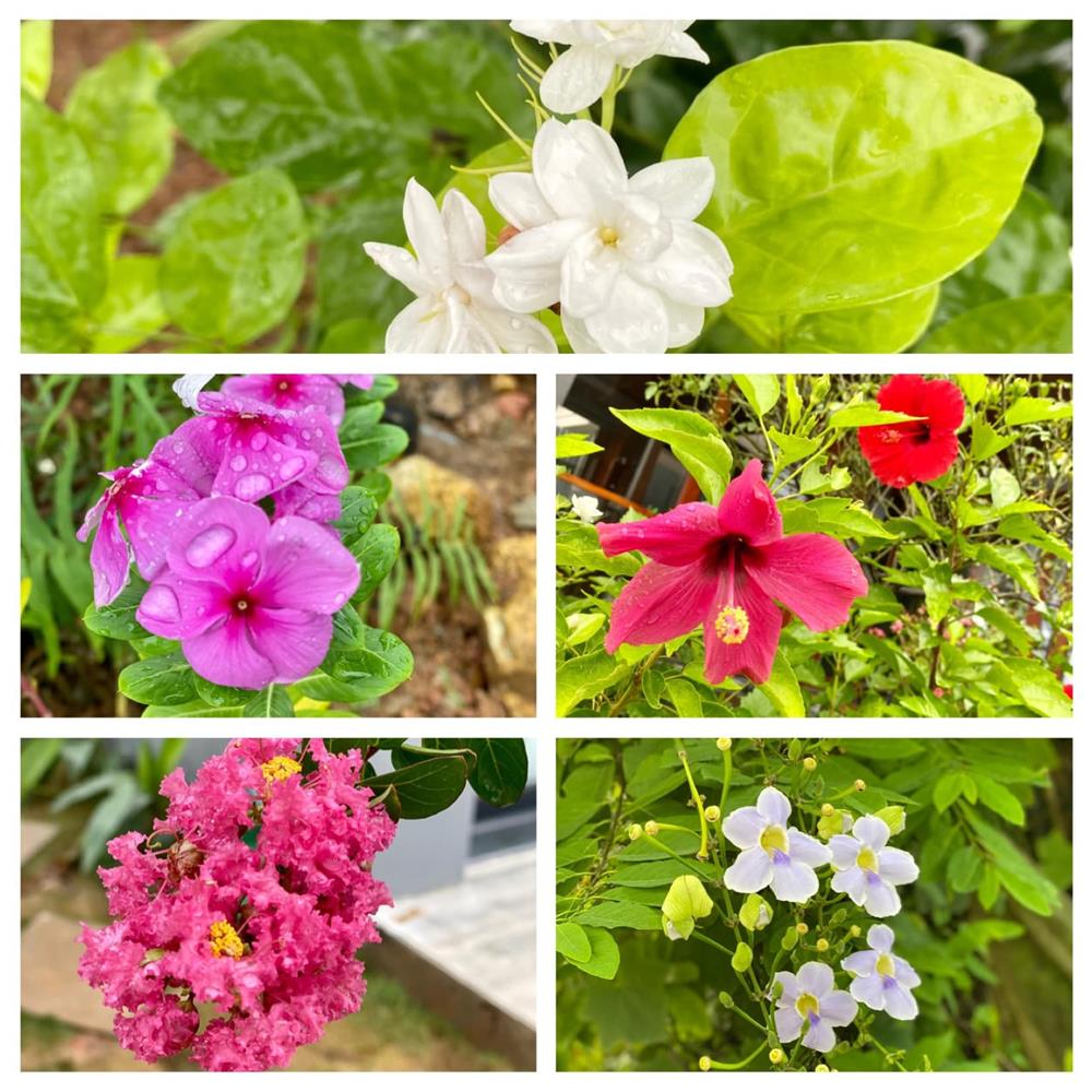 Ốc đảo” xanh mướt rộng 250m2 ở Vĩnh Phúc của bà mẹ 2 con-19