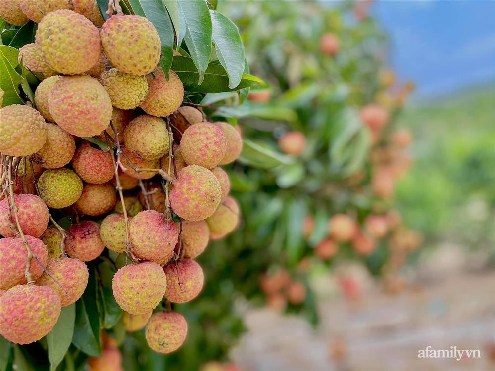 Khu vườn 200m² phủ kín rau xanh, quả sạch không khác gì nông trại của mẹ đảm Quảng Ninh-1