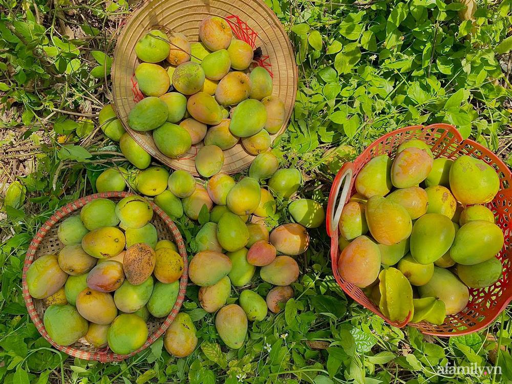 Khu vườn 200m² phủ kín rau xanh, quả sạch không khác gì nông trại của mẹ đảm Quảng Ninh-10